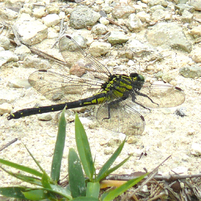 ���}�T�i�G��