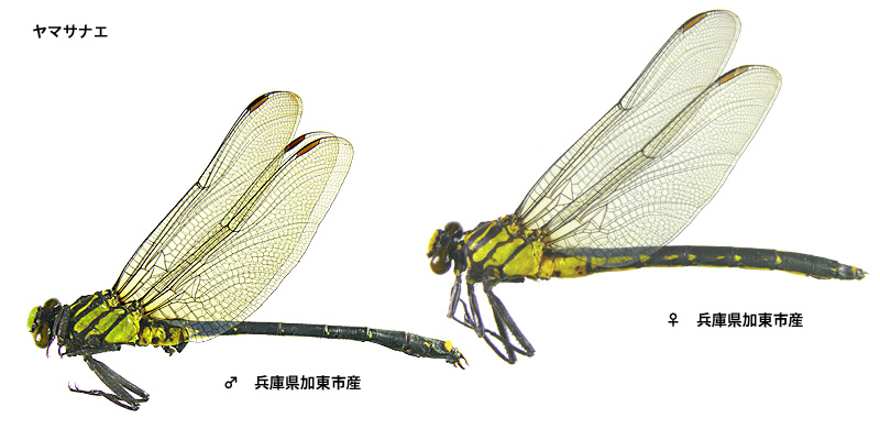 ���}�T�i�G