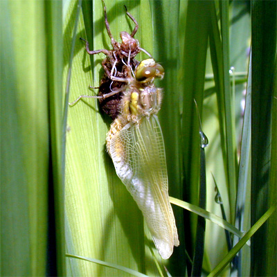 ���c�{�V�g���{