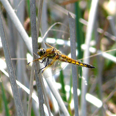 ���c�{�V�g���{��