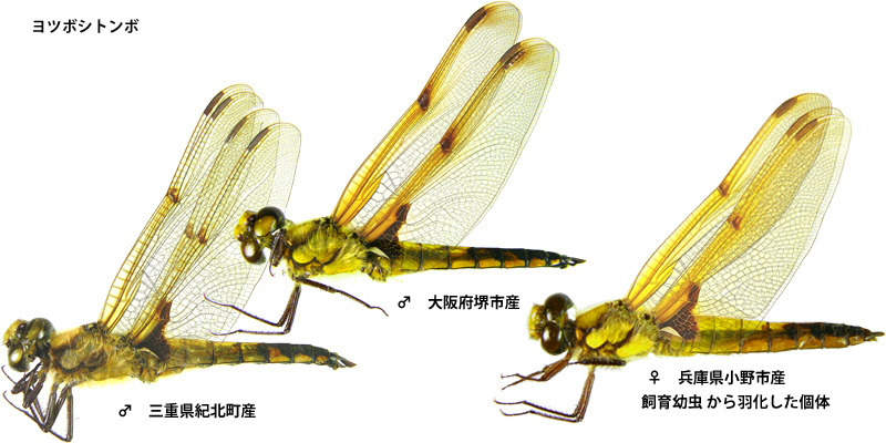 ���c�{�V�g���{