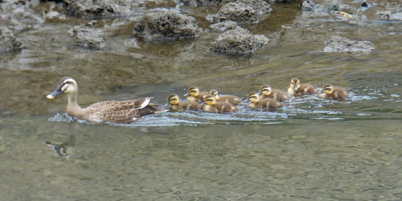 �J���K���e�q