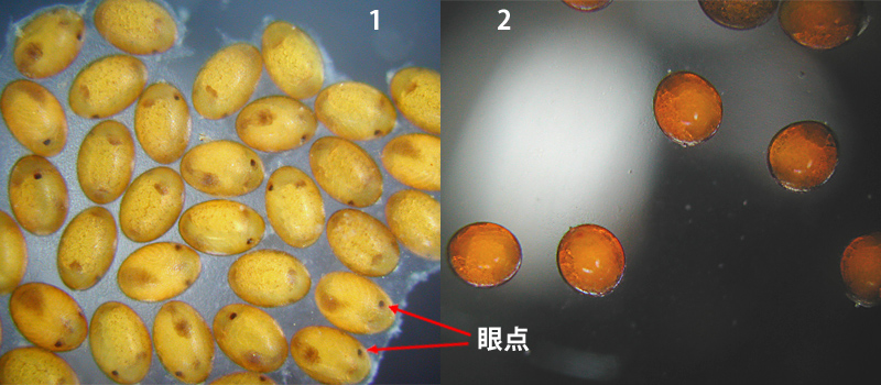 �A�J�l���̗��̗�