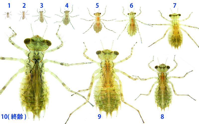 �A�L�A�J�l1��c������I��c���܂�