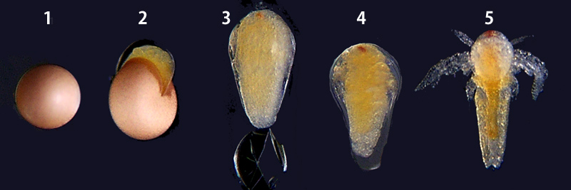 �u���C���V�������v