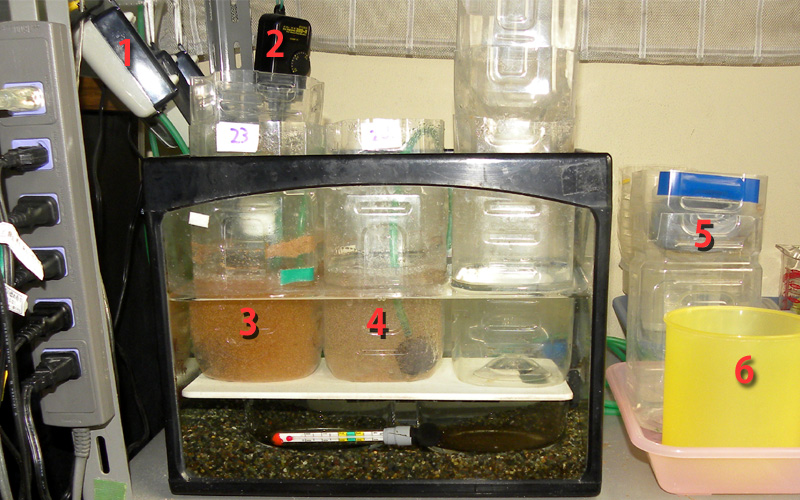 �u���C���V�������v�z�����u