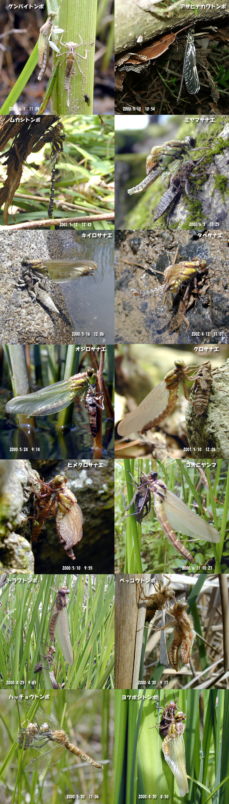 ��O�ł̉H��