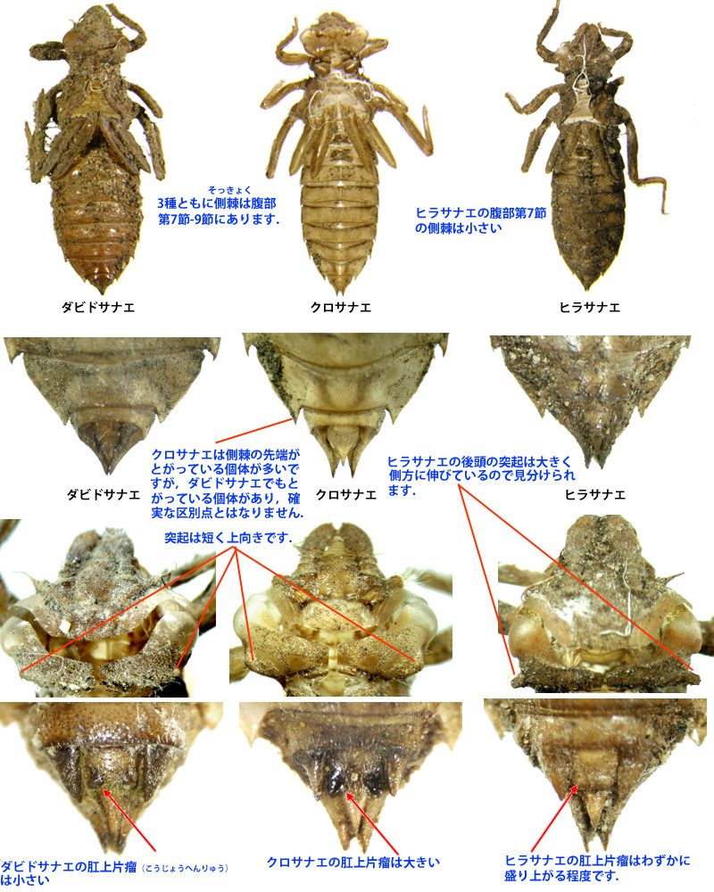 �_�r�h�T�i�G���̔�r