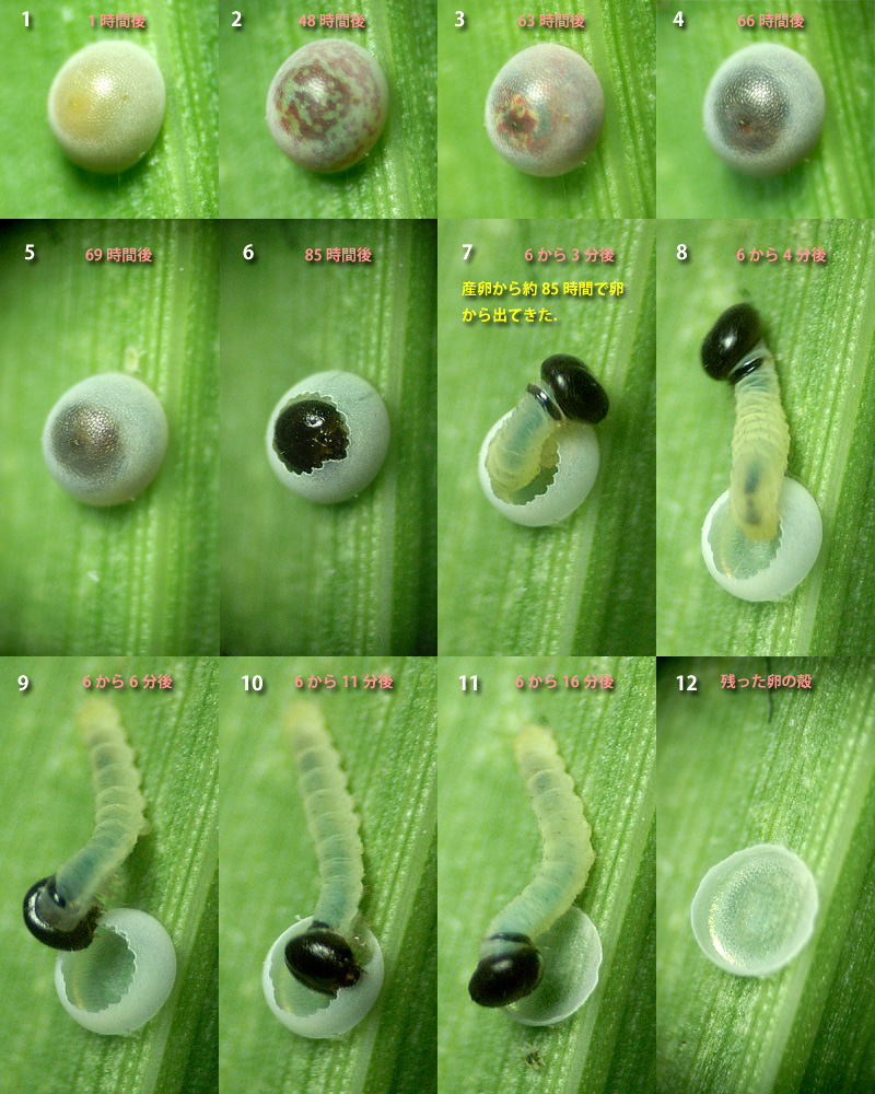 �C�`�����W�Z�Z���̗�