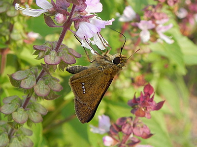 �C�`�����W�Z�Z��