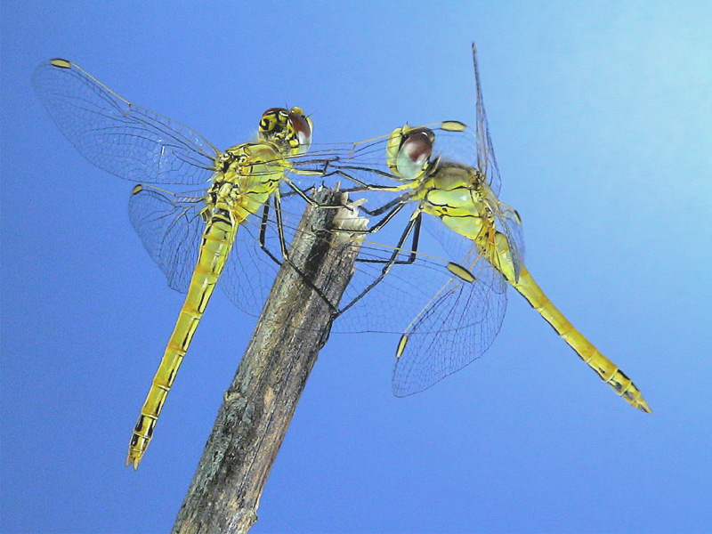 �H�������X�i�A�J�l