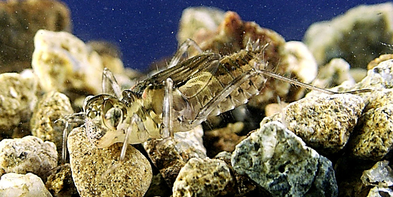 �X�i�A�J�l�̏I��c��